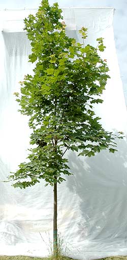 Acer platanoides. Opbygningsbeskåret. Foto: 2005