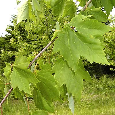 Acer rubrum. Løv. Foto 2005