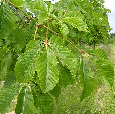 Aesculus carnea Briotti. Løv. Foto 2005