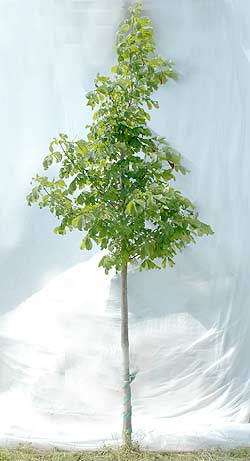 Aesculus hippocastanum Baumannii. Opbygningsbeskåret. Foto 2005