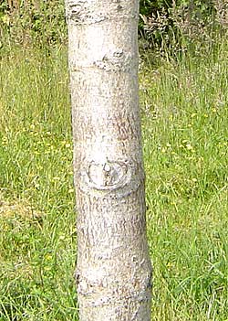 Aesculus hippocastanum Baumannii. Bark. Foto 2005