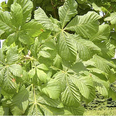 Aesculus hippocastanum Baumannii. Løv. Foto 2005