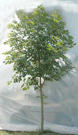 Aesculus hippocastanum. Ubeskåret. Foto 2005