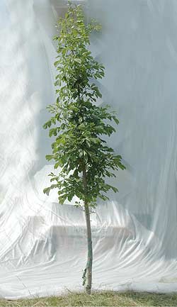 Aesculus hippocastanum. Opbygningsbeskåret. Foto 2005