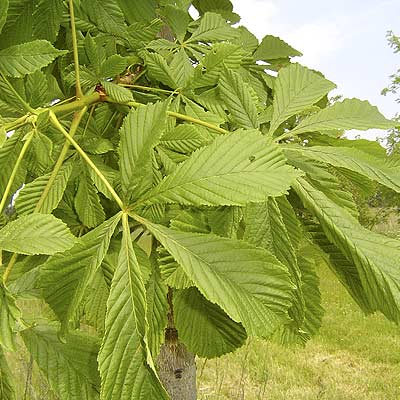 Aesculus hippocastanum. Løv. Foto 2005