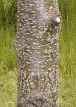 Alnus cordata bark