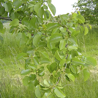 Alnus cordata blad