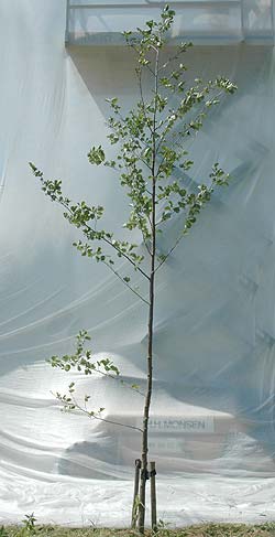 Alnus glutinosa. opbygningsbeskåret. Foto 2005