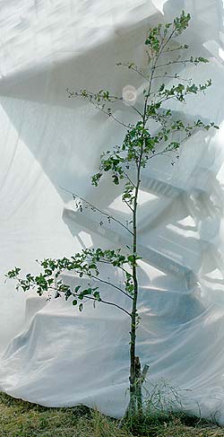 Alnus glutinosa. Ubeskåret. Foto 2005