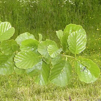 Alnus glutinosa. Løv. Foto 2005