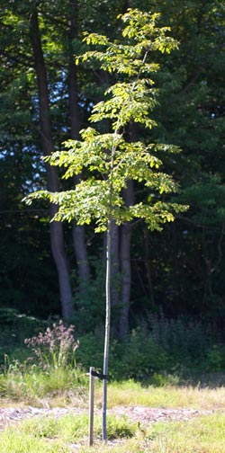 amelanchier_arboria_robin_hill