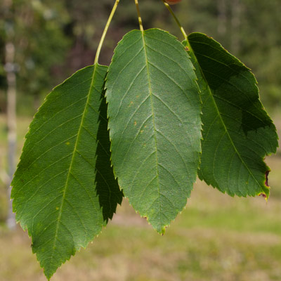 amelanchier_arboria_robin_hill_loev