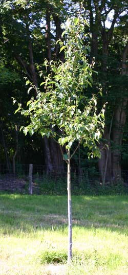 betula albosinensis Fascination. 2011.