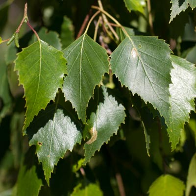 Betula pendula Bøghs. Blad. 2011.