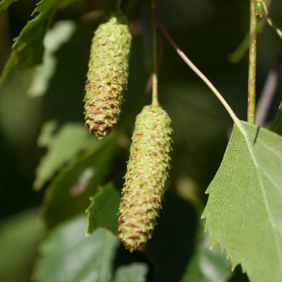 Betula pendula Bøghs. Frugt. 2011.