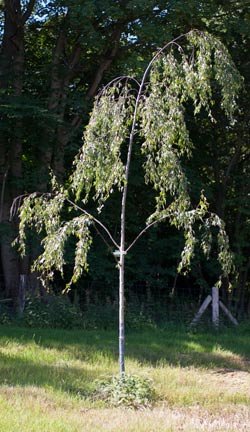 Betula pendula Dalecarlica. 2011.