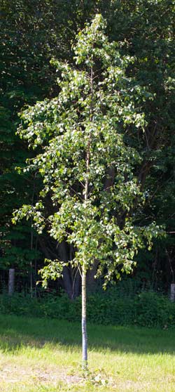 Betula pendula Penla Dafo. 2011.