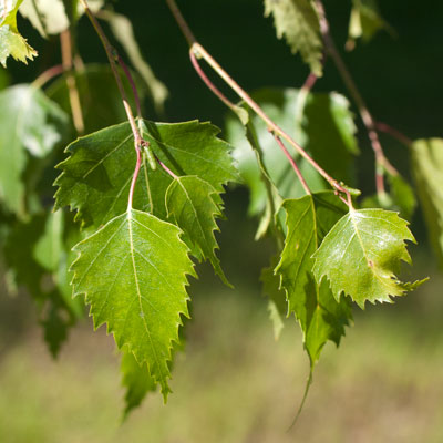 Betula pendula Penla Dafo. Blad. 2011.