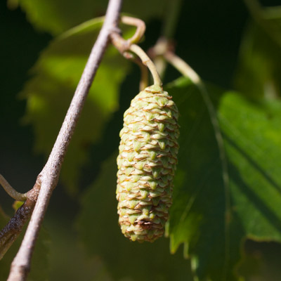 Betula pendula Penla Dafo. Frugt. 2011.