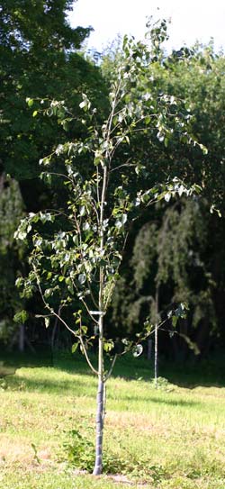 Betula utilis. 2011.