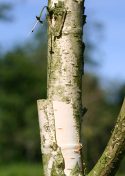 Betula utilis. Bark. 2011.