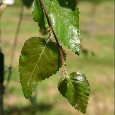 Betula utilis. Blade. 2011.