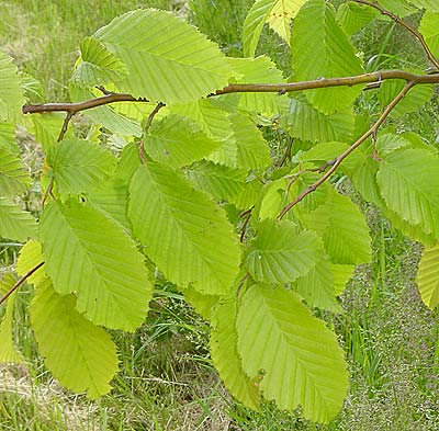 Carpinus betulus Frans Fontaine. Løv. Foto 2005