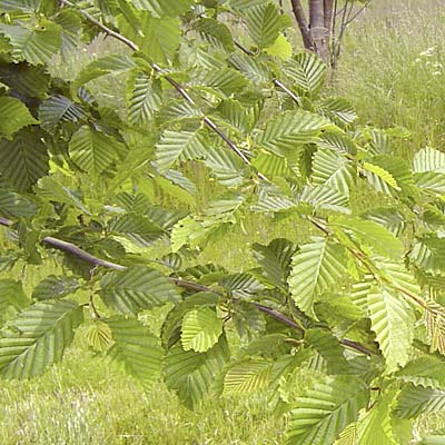 Carpinus betulus. Løv. Foto 2005