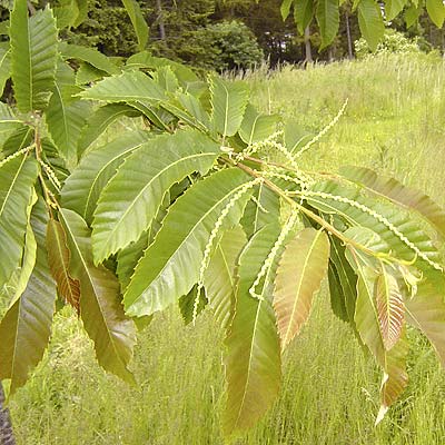 Castanea sativa. Løv. Foto 2005