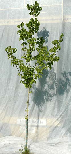 Corylus colurna. Ubeskåret. Foto 2005