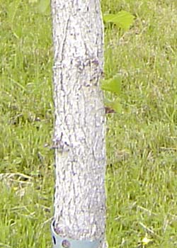 Corylus colurna. Bark. Foto 2005