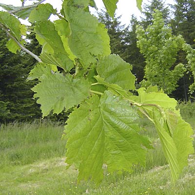 Corylus colurna. Løv. Foto 2005