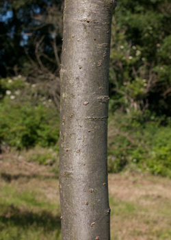 Crataegus crus Galli. Bark. 2011.