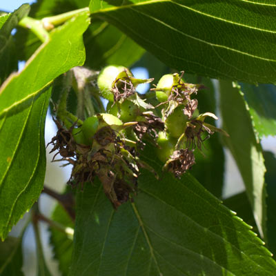 Crataegus crus Galli. Frugt. 2011.