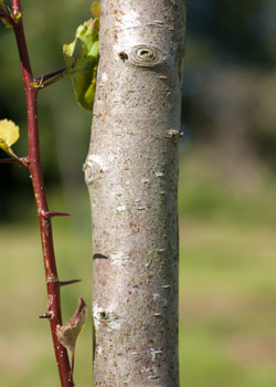 Cratagus douglasii. bark. 2011