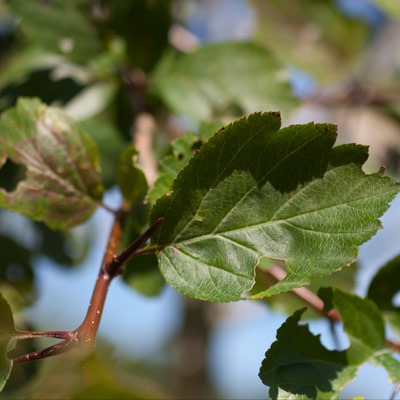 Cratagus douglasii. Blade. 2011