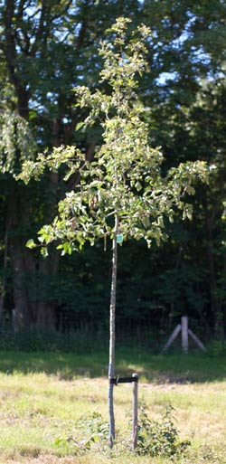 Crataegus intricata. 2011.