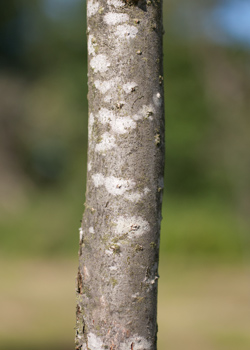 Crataegus intricata. Bark. 2011.