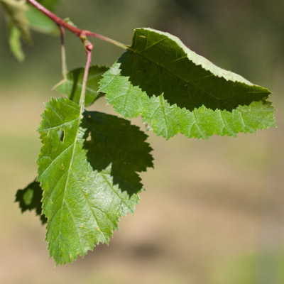 Crataegus intricata. Løv. 2011.