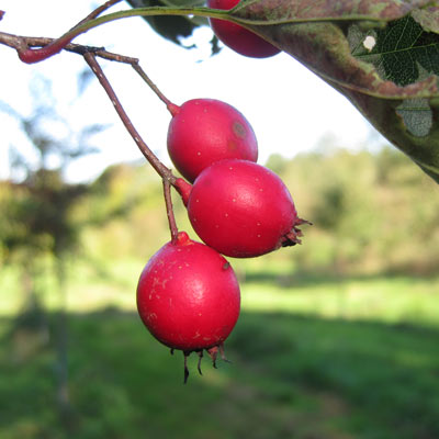 Crataegus intricata. Frugt. 2011.