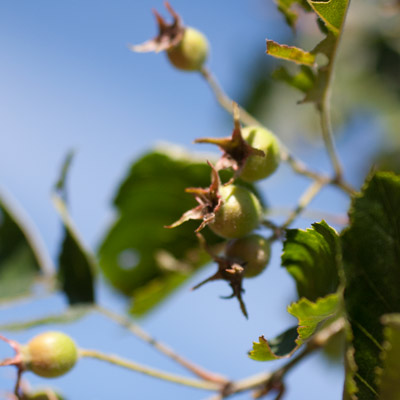 Crataegus intricata. Frugt. 2011.