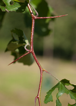 Crataegus intricata. Torne. 2011.