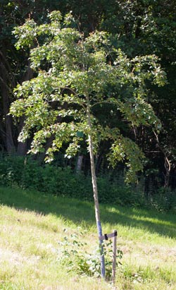 Crataegus laevigata Hugin Dafo. 2011.