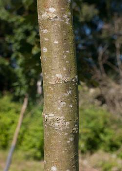 Crataegus laevigata Hugin Dafo. Bark. 2011.