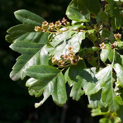 Crataegus laevigata Hugin Dafo. Blade. 2011.