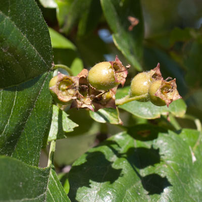 Crataegus laevigata Hugin Dafo. Frugt. 2011.