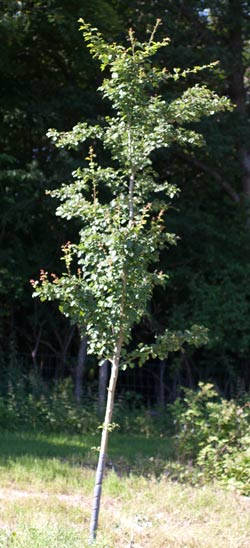 Crataegus laevigata Mutabilis Ravnholt Dafo