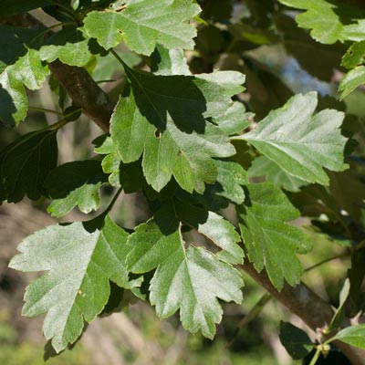 Crataegus laevigata Mutabilis Ravnholt Dafo. Blad. 2011