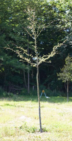 Crataegus laevigata Pauls Scarlet Hamlet Dafo. 2011.