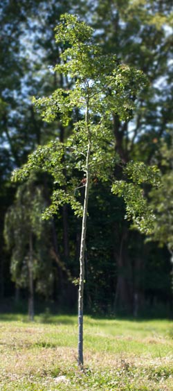 Crataegus laevigata Plena. 2011